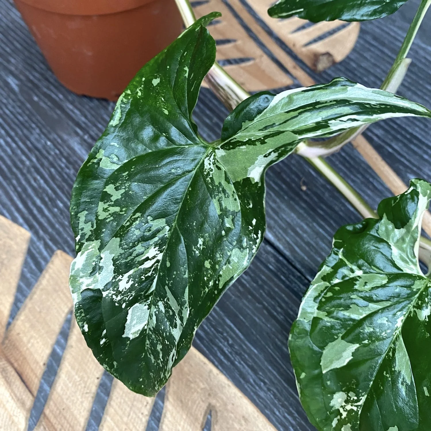 Syngonium podophyllum 'Variegata’ – exemplare mari