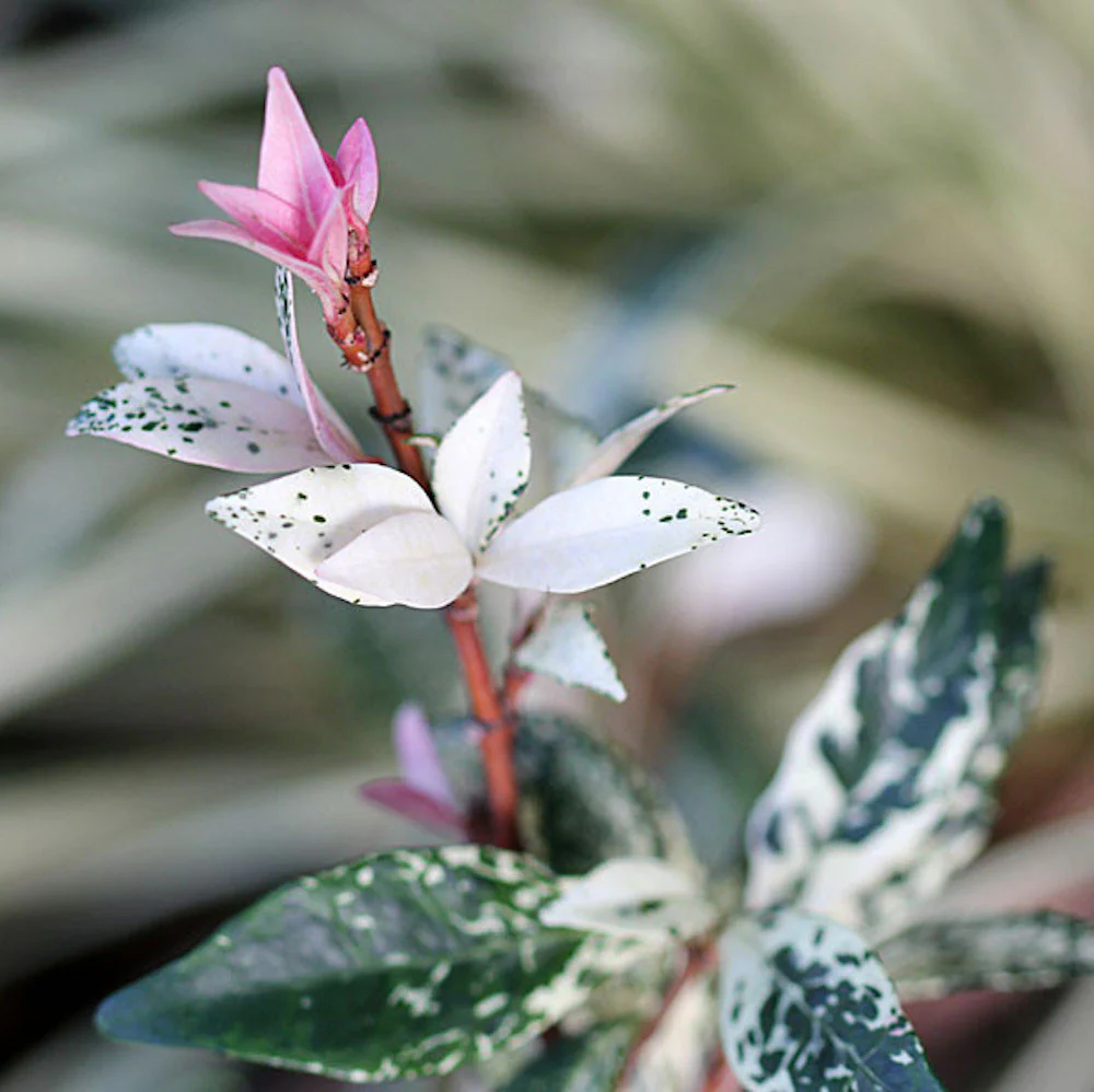 Trachelospermum jasminoides cameleon – frunze variegate & flori parfumate