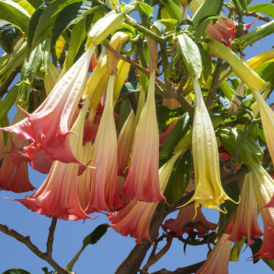 Trompeta ingerilor roz – Brugmansia suaveolens * flori parfumate