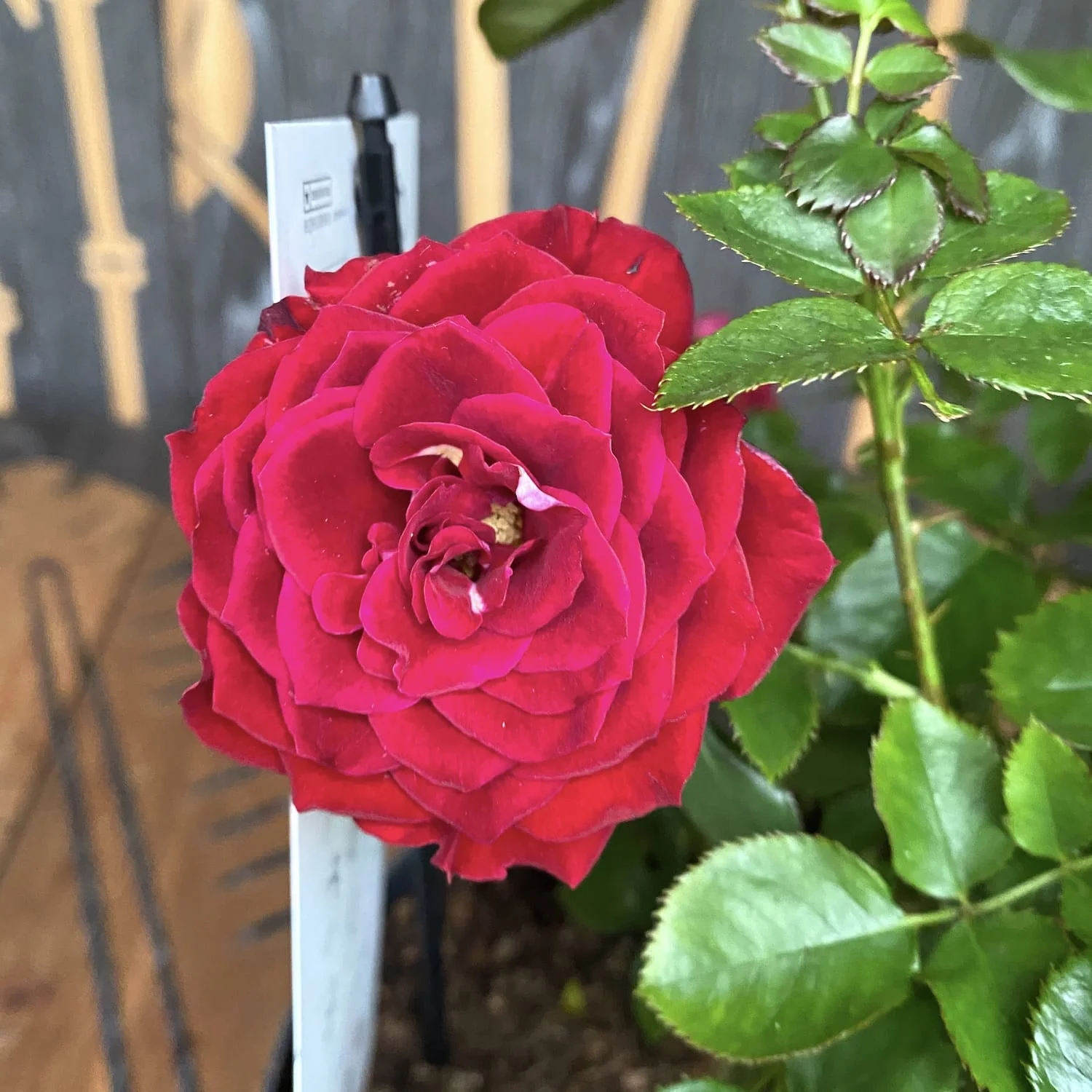 Rosa Castle 'Isla’ (Poulpal066) – floribunda, parfum discret