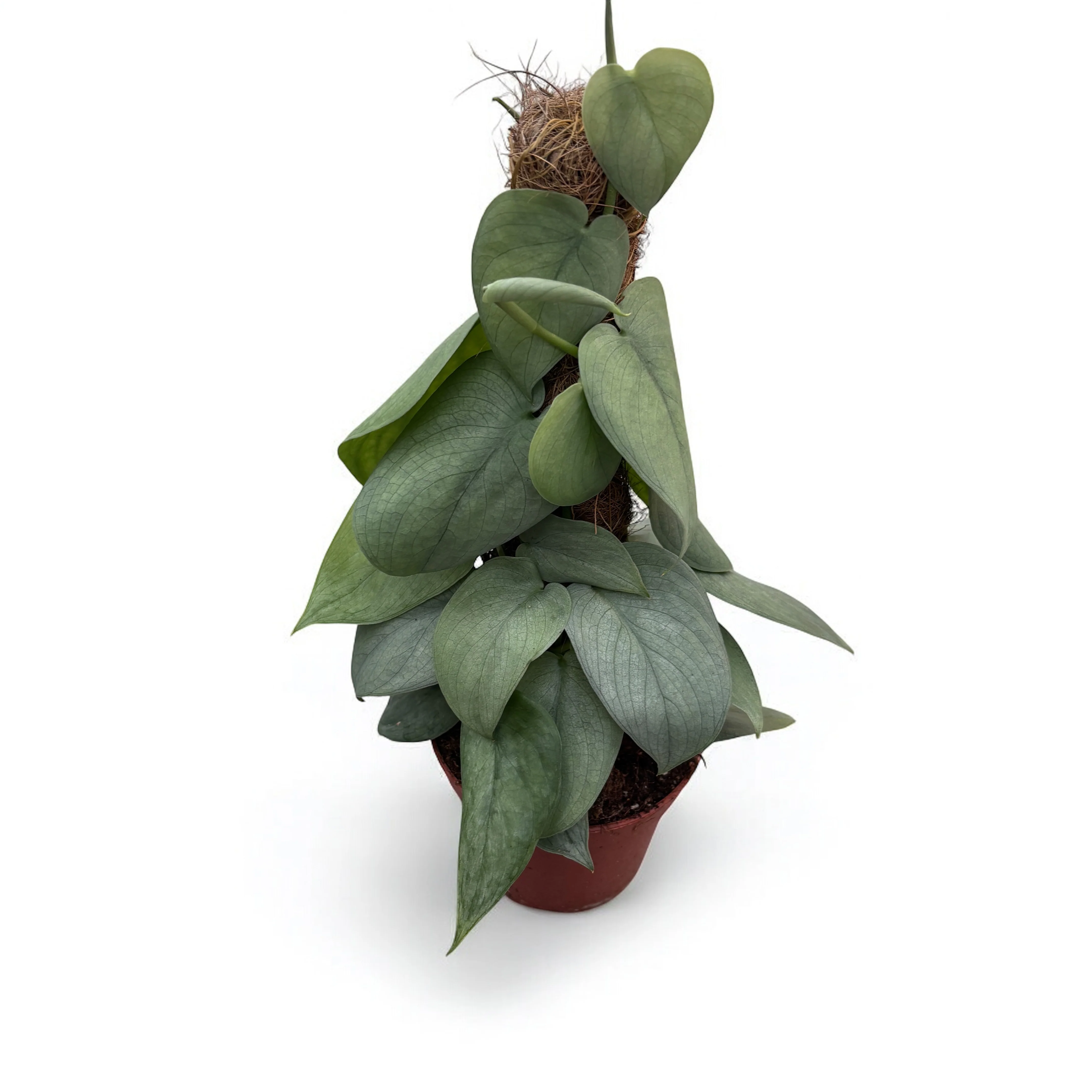 Scindapsus 'Silver Hero’ 4pp
