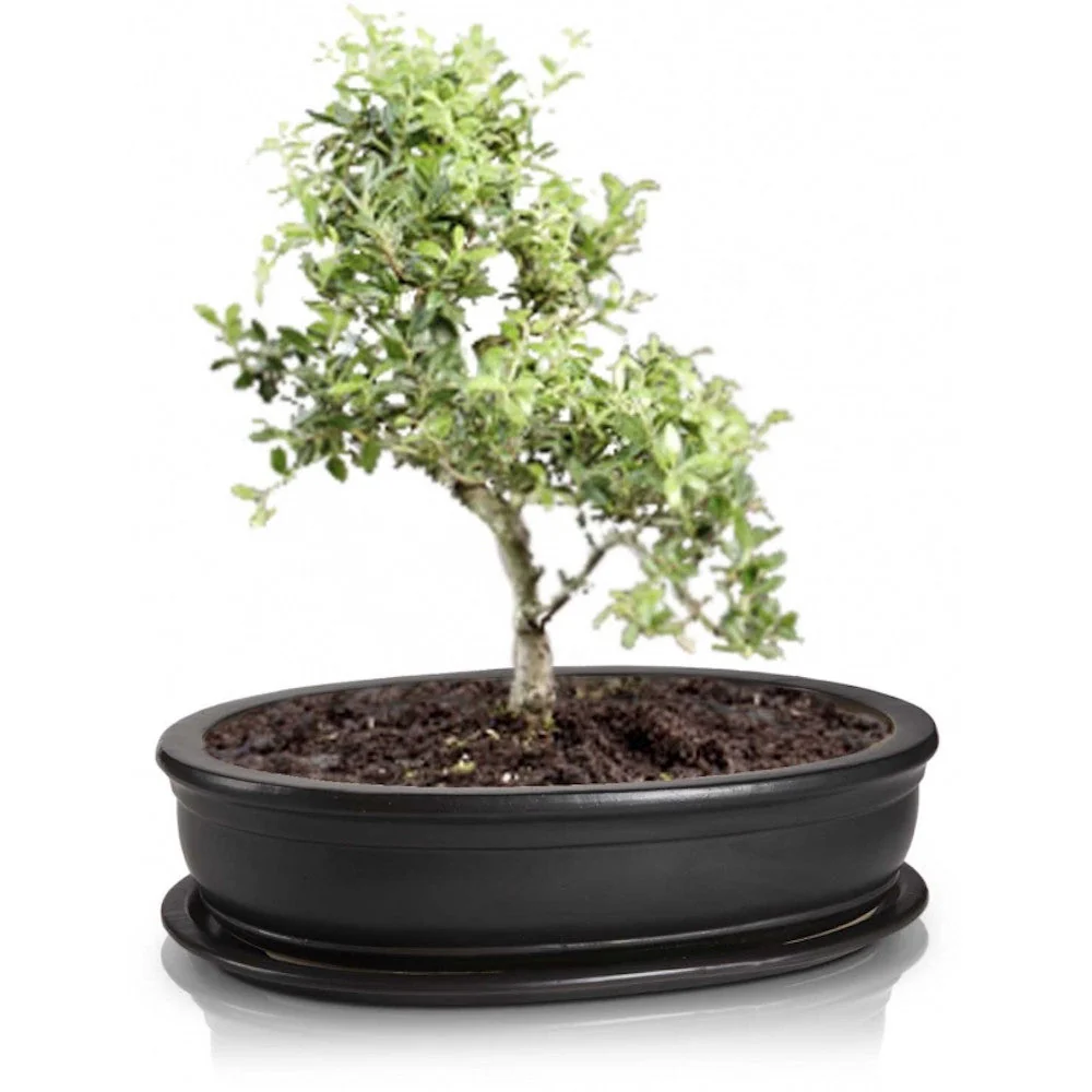 Ghiveci traditional oval bonsai negru (cu farfurie) D19cm