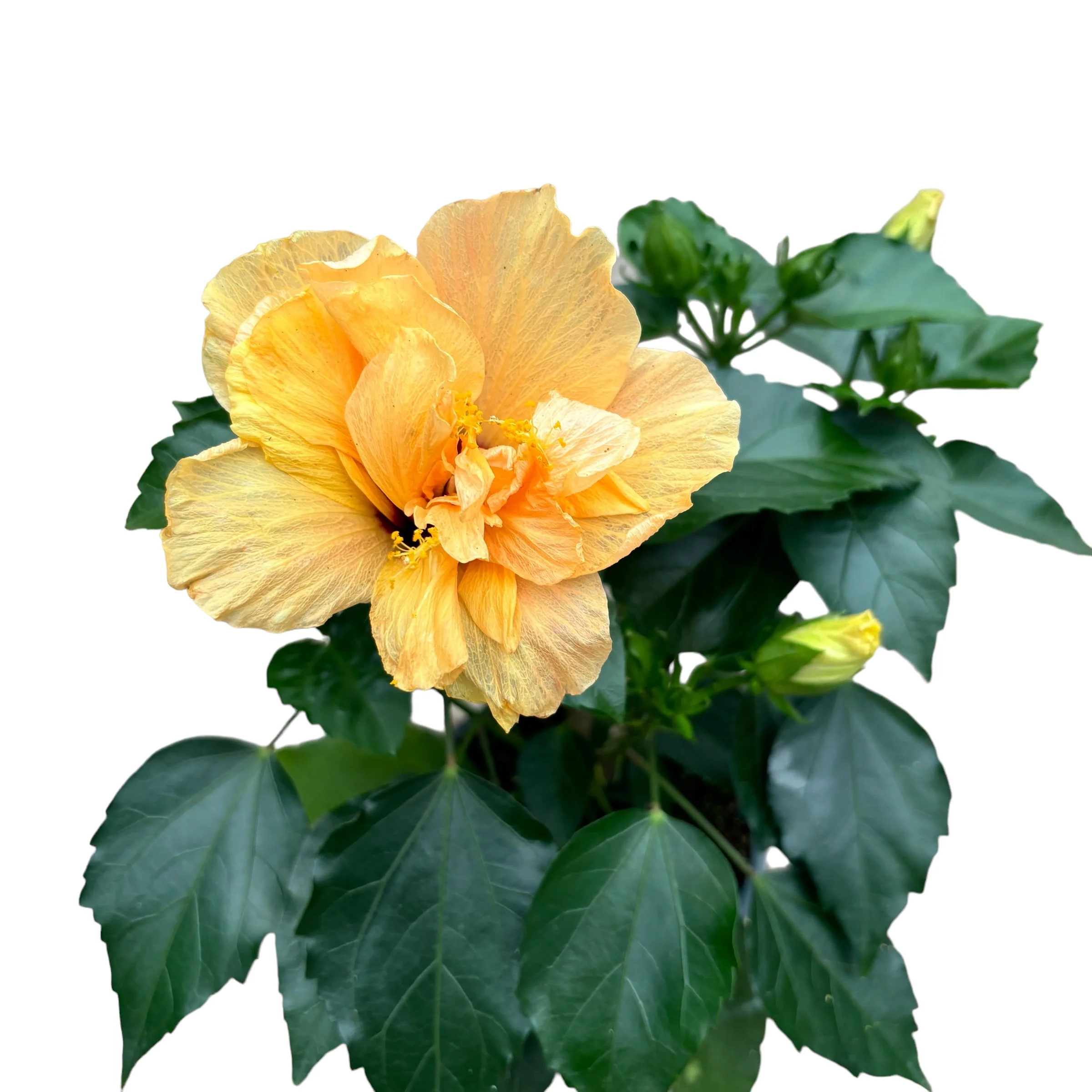 Hibiscus – Trandafir japonez cu floarea dubla peach