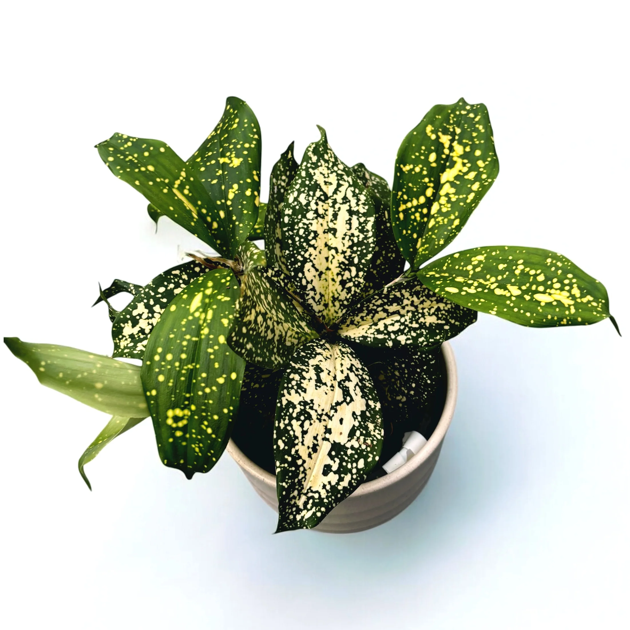 Dracaena Surculosa 'Florida Beauty’