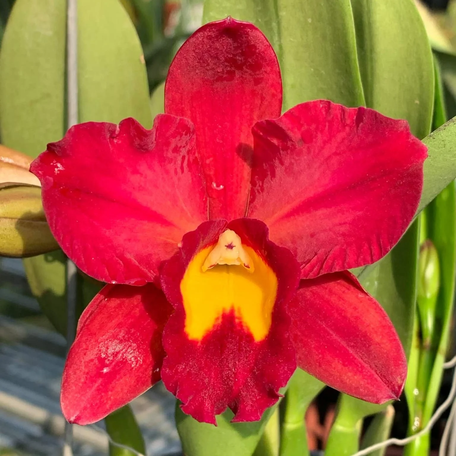 Rth. Smiley Kiss 'Wilson’ parfumata