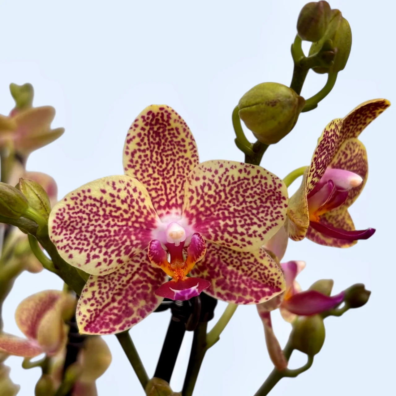 Phalaenopsis Sogo Pikachu (Omen)