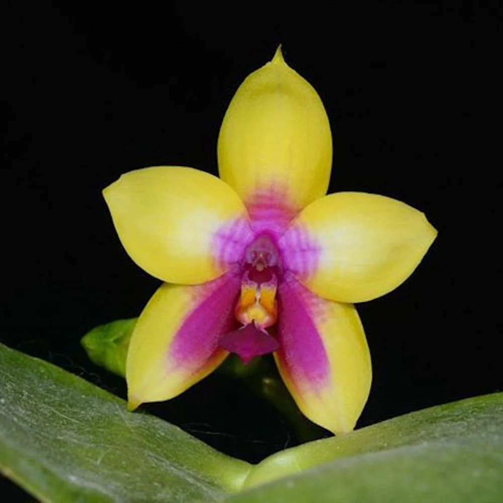 Phalaenopsis LD’s Bear Queen parfumata
