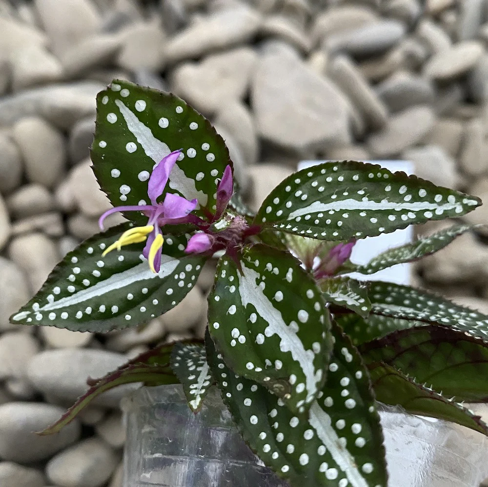 Sonerila sp. 'Green Spotted’