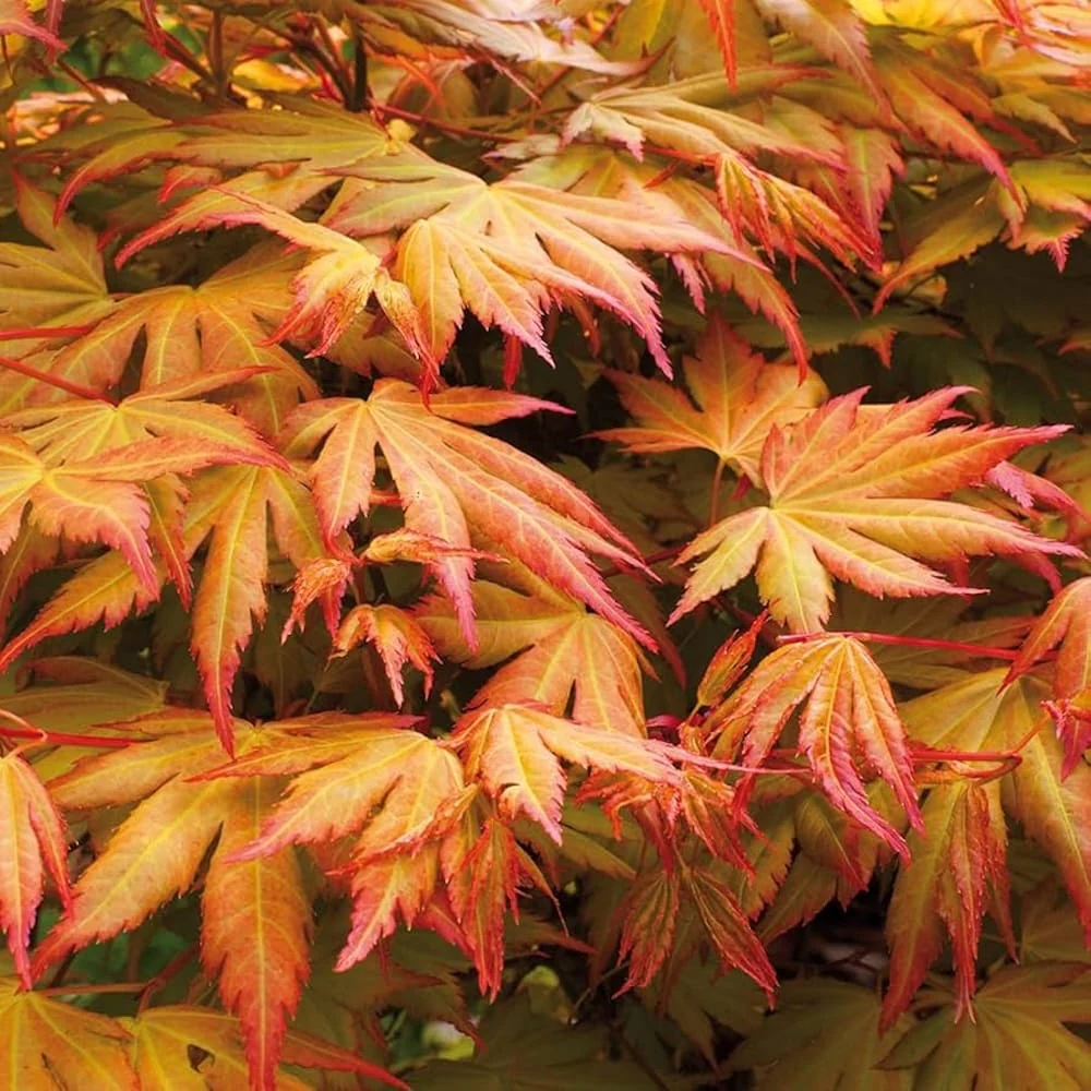 Acer palmatum 'Orange Dream’
