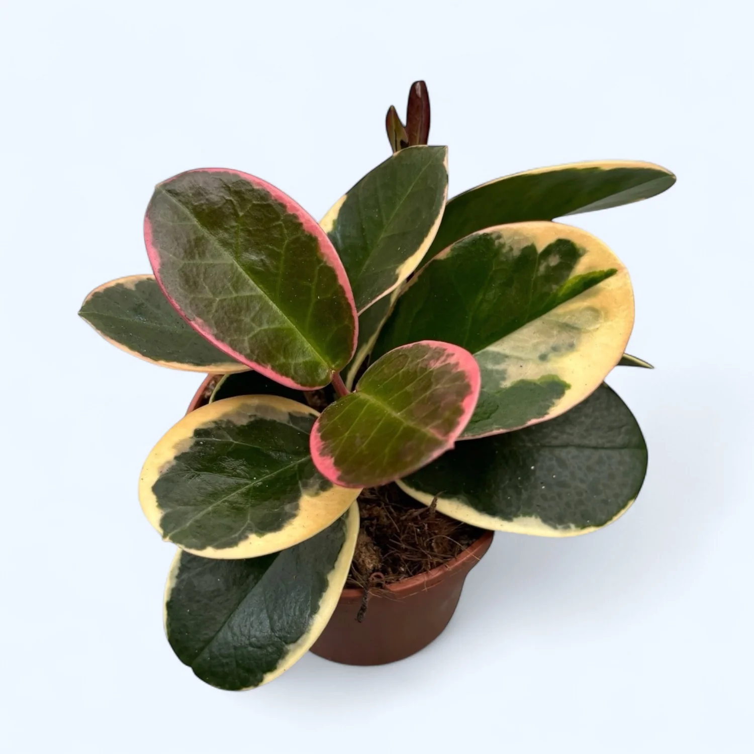 Hoya australis 'Blondie’ (albomarginata)