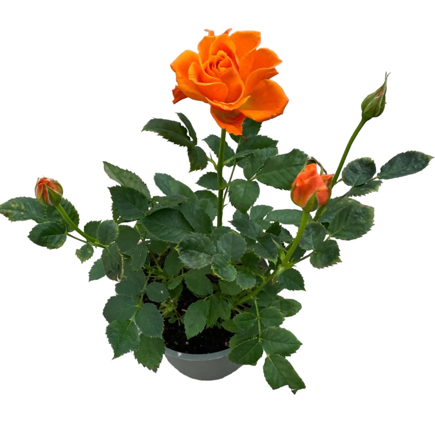 Trandafiri pitici portocalii de gradina – Rosa 'Lotz of Salmon’ (3 plante/ghiveci)