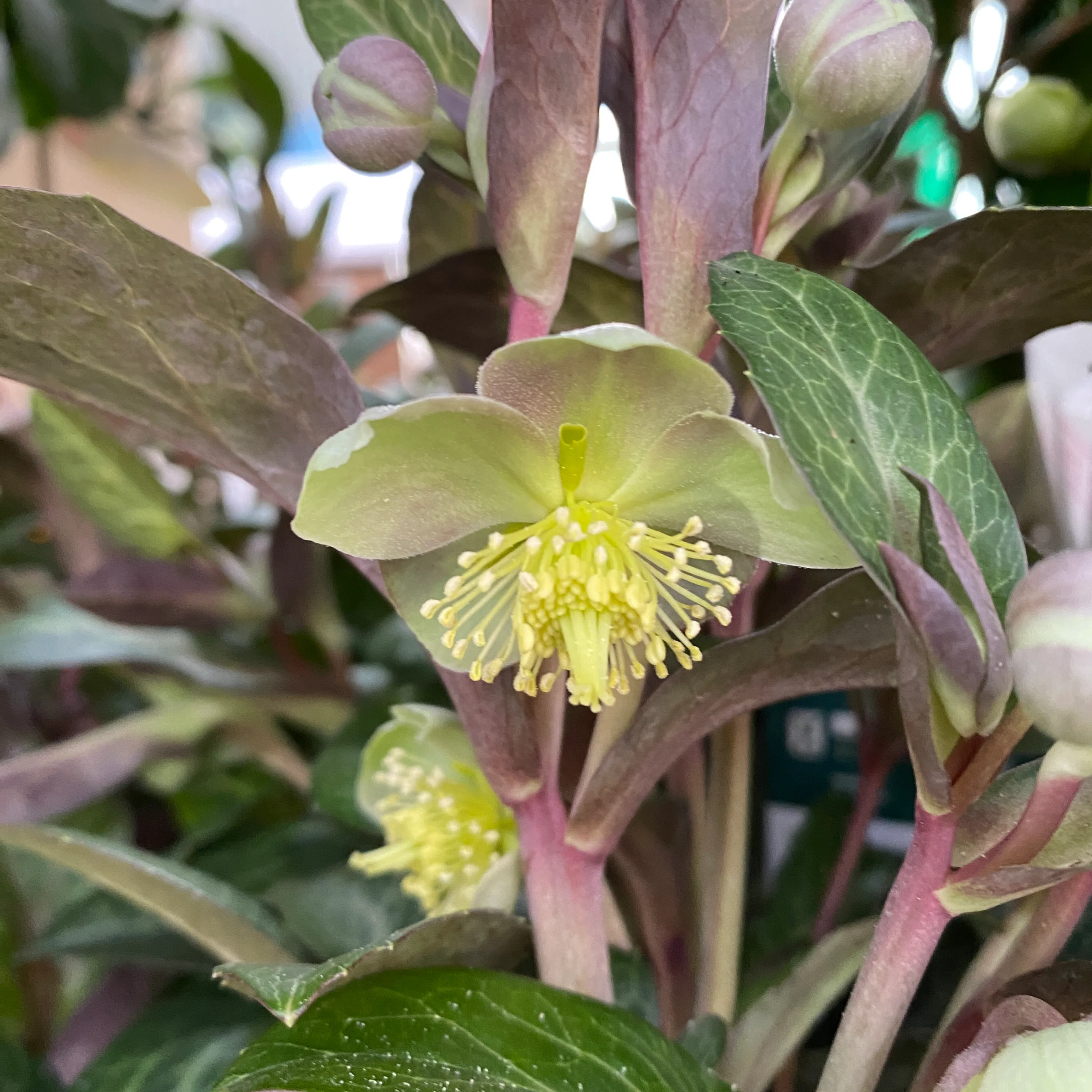 Helleborus ‘Purple Price’ – Trandafirul Craciunului, Spanz