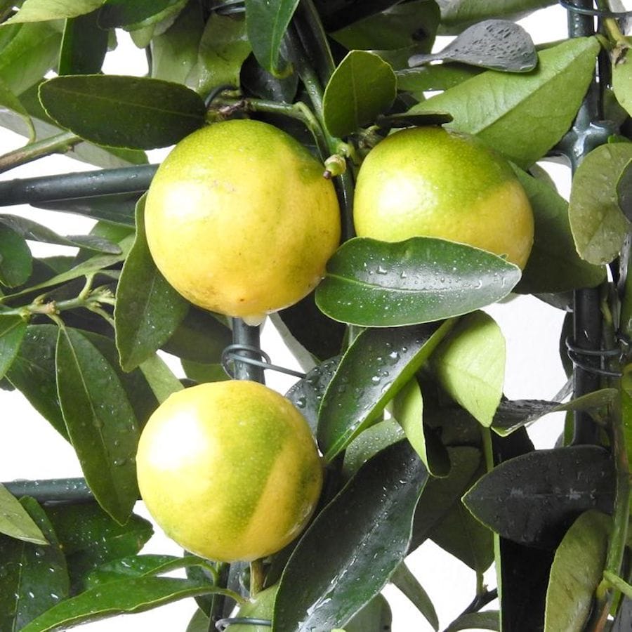 Limequat Lara (lime x kumquat) * exemplare tinere
