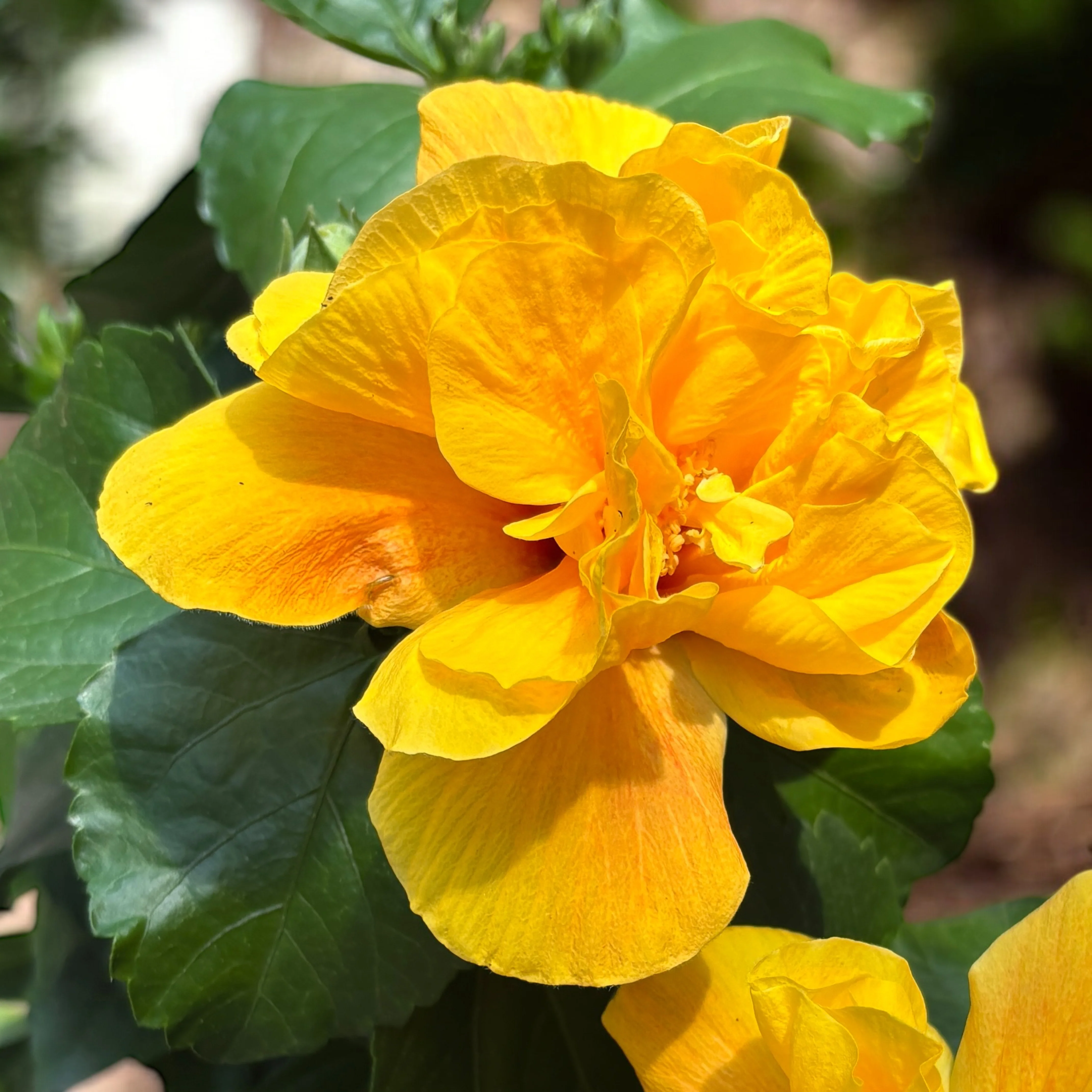 Hibiscus Koenig – Trandafir japonez galben cu flori duble