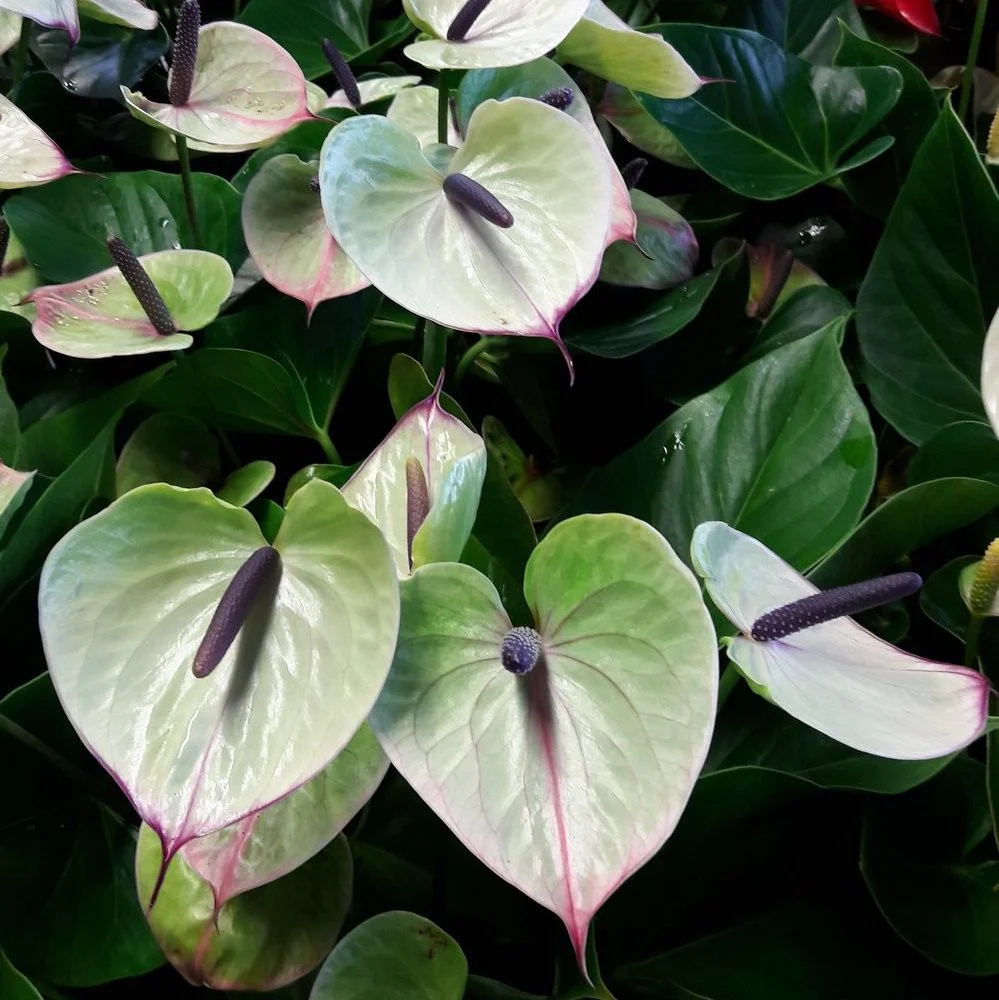Anthurium Adios Romance – flori spectaculoase
