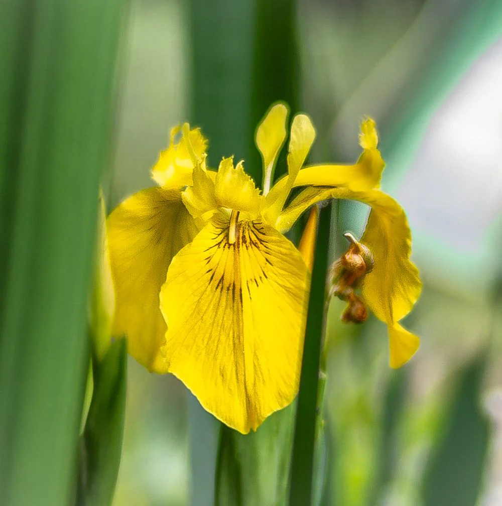 Bulbi Irisi galbeni – Iris pseudacorus