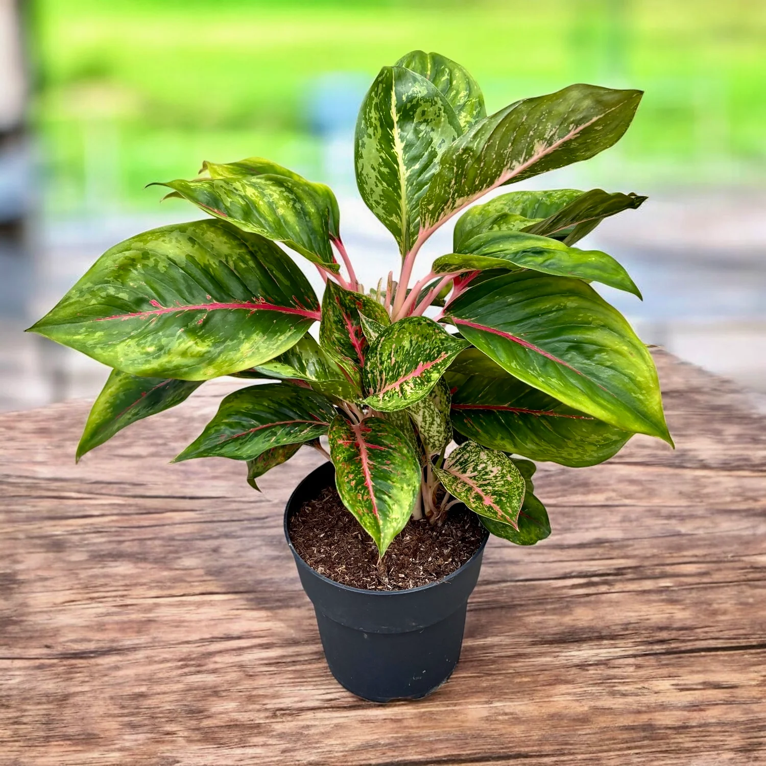 Aglaonema 'Camo Carmine’ – exemplare XL