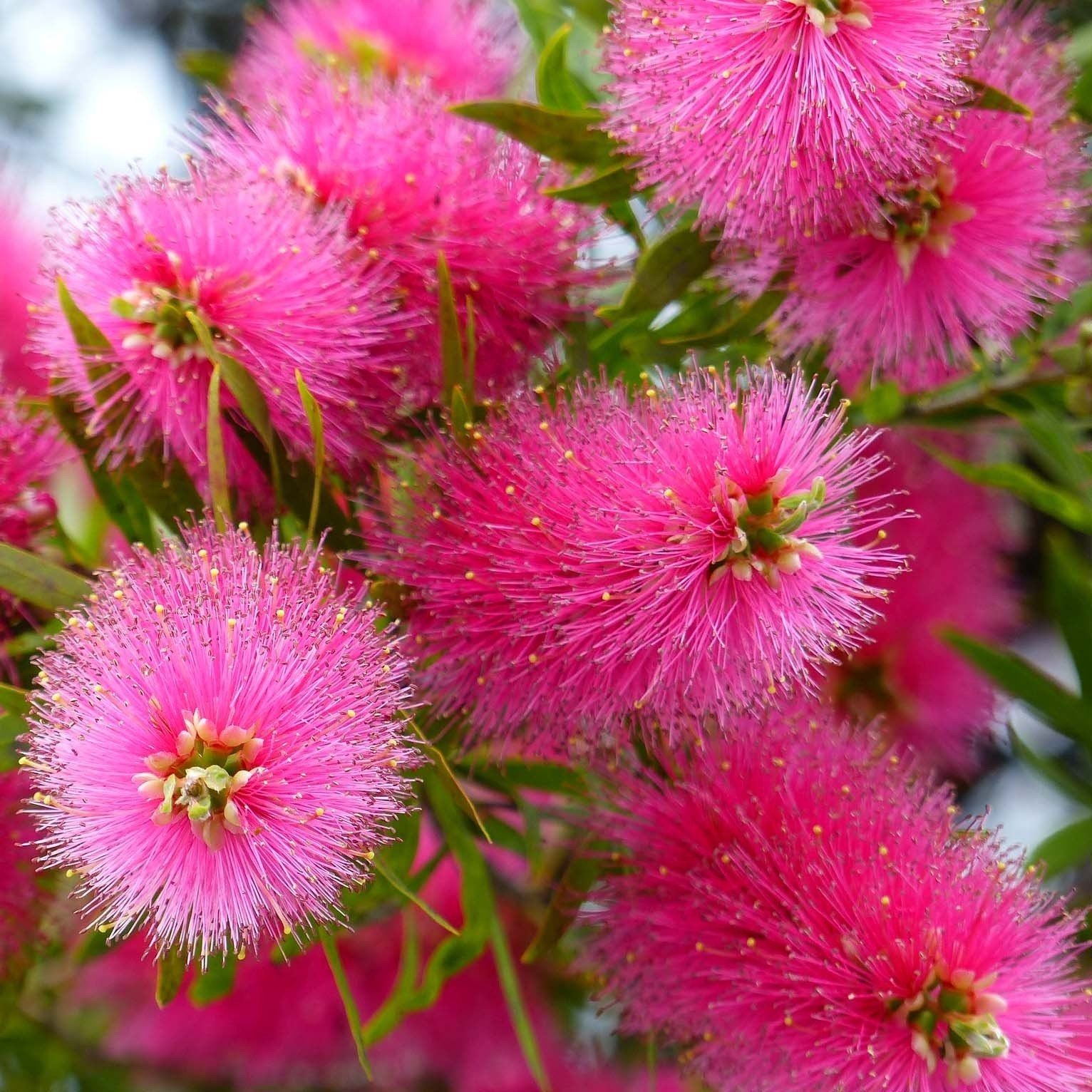 Callistemon 'Hot Pink’