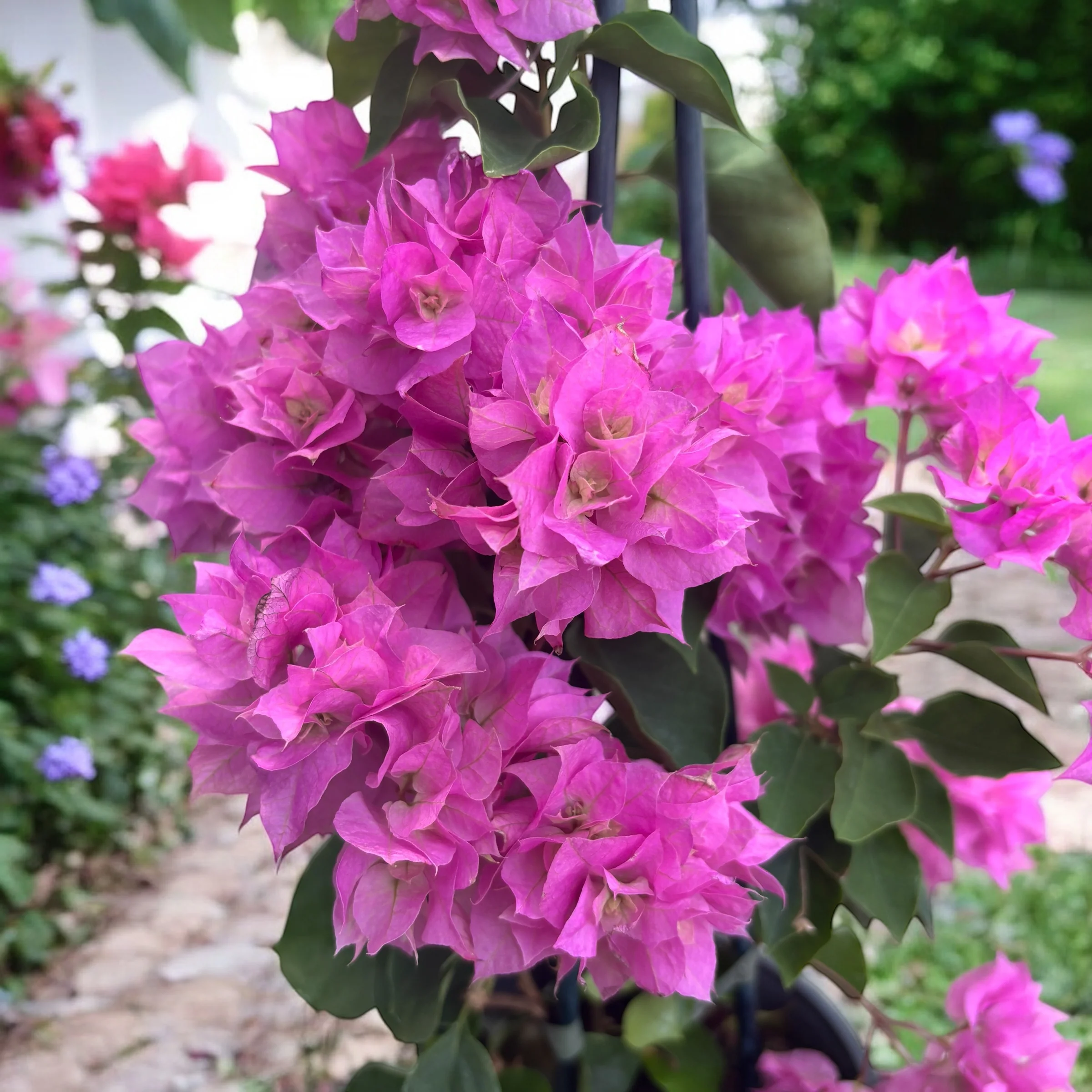 Bougainvillea cu flori duble – Bougainvillea dobrada 'Light Pink’