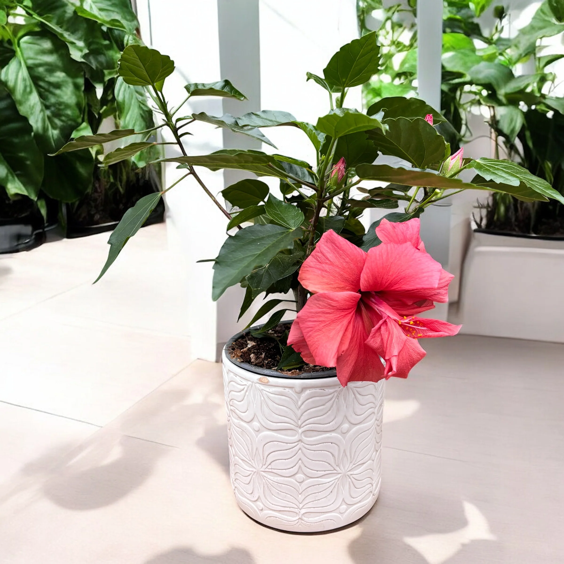 Hibiscus – Trandafir japonez cu floarea dubla rosie-corai