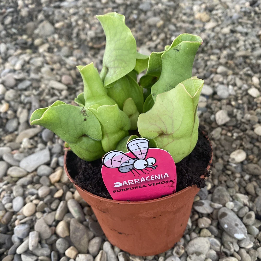 Sarracenia Purpurea venosa XL – planta ulcior