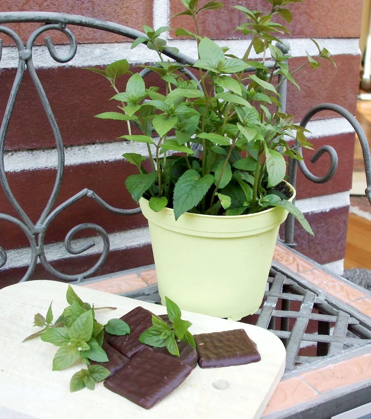 Menta cu aroma de ciocolata – Mentha piperita 'Chocolate’