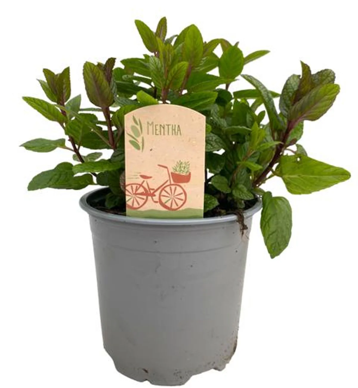 Menta – Mentha spicata var. crispa (Spearmint) – cea mai aromata varietate de menta