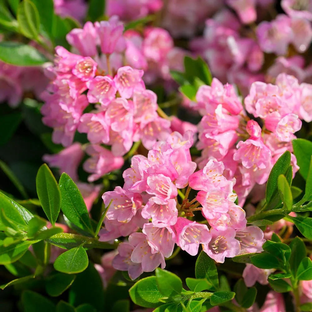 Rhododendron ‘Bloombux’ Magenta – rhodendron pitic de gradina