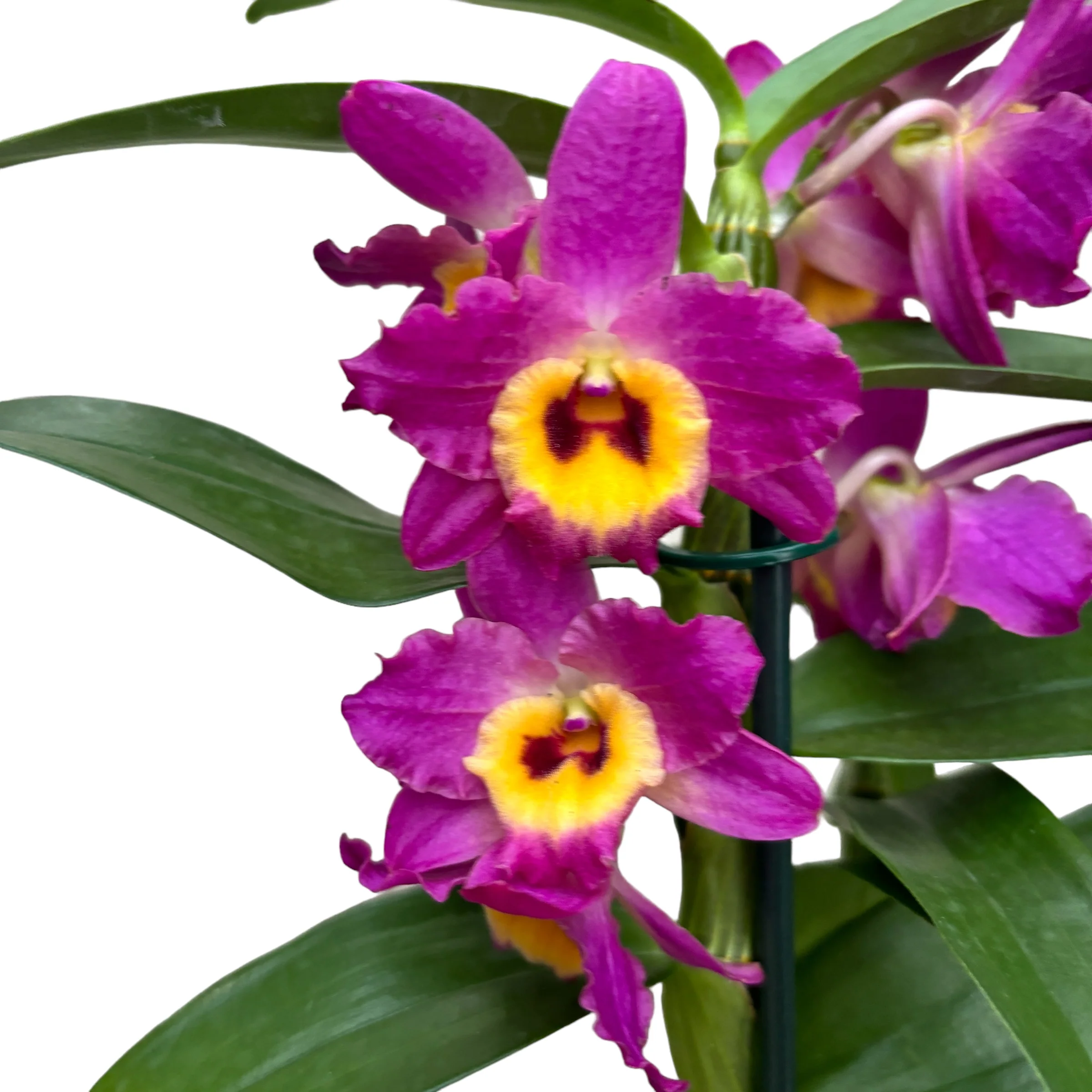 Dendrobium Red Emperor Prince parfumat