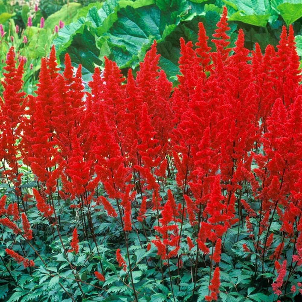 Astilbe 'Fanal’ (Red) – planta perena de gradina