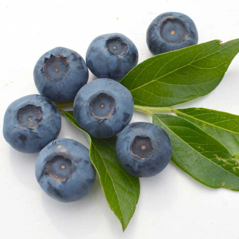 Afin compact – Vaccinium corymbosum 'Bluegold’