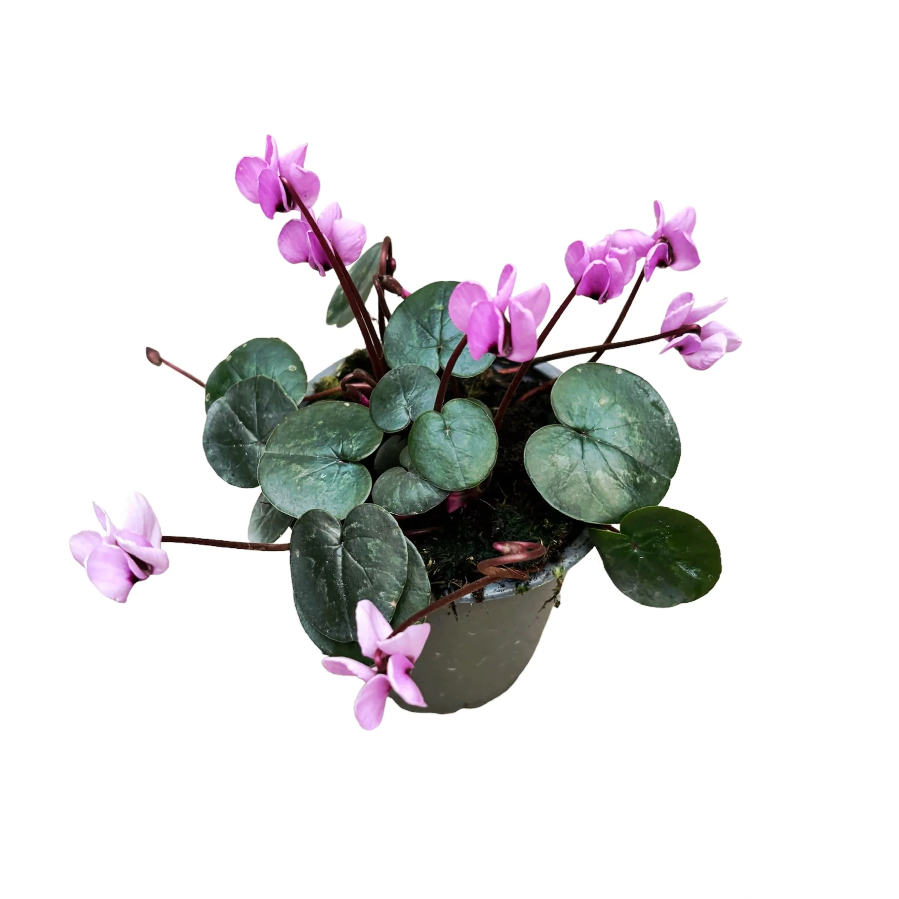 Cyclamen coum 'Cyberia Pink’ (Persian Violet) de gradina