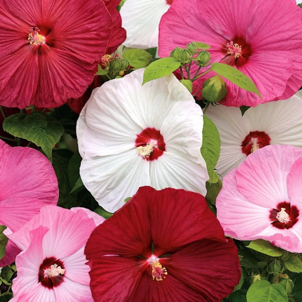 Hibiscus Moscheutos Luna Pink, cu flori roz XXL (de gradina)