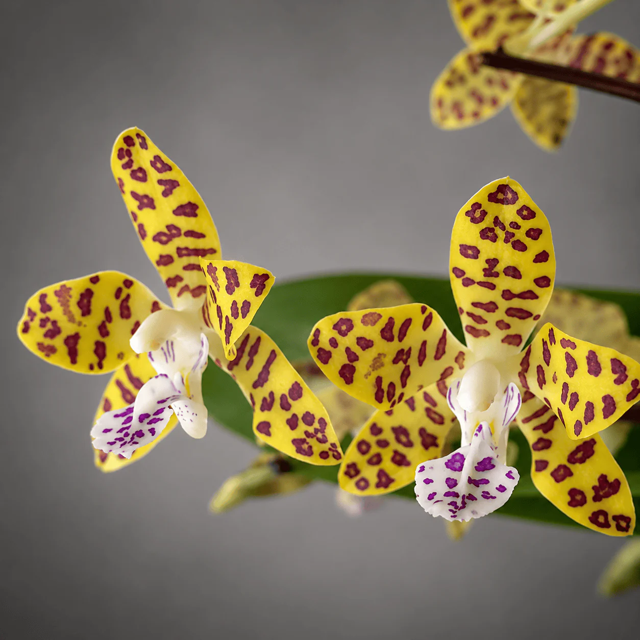 Phalaenopsis Little One 'Golden Jaguar’ (Phal. hygrochila × Phal. japonica)