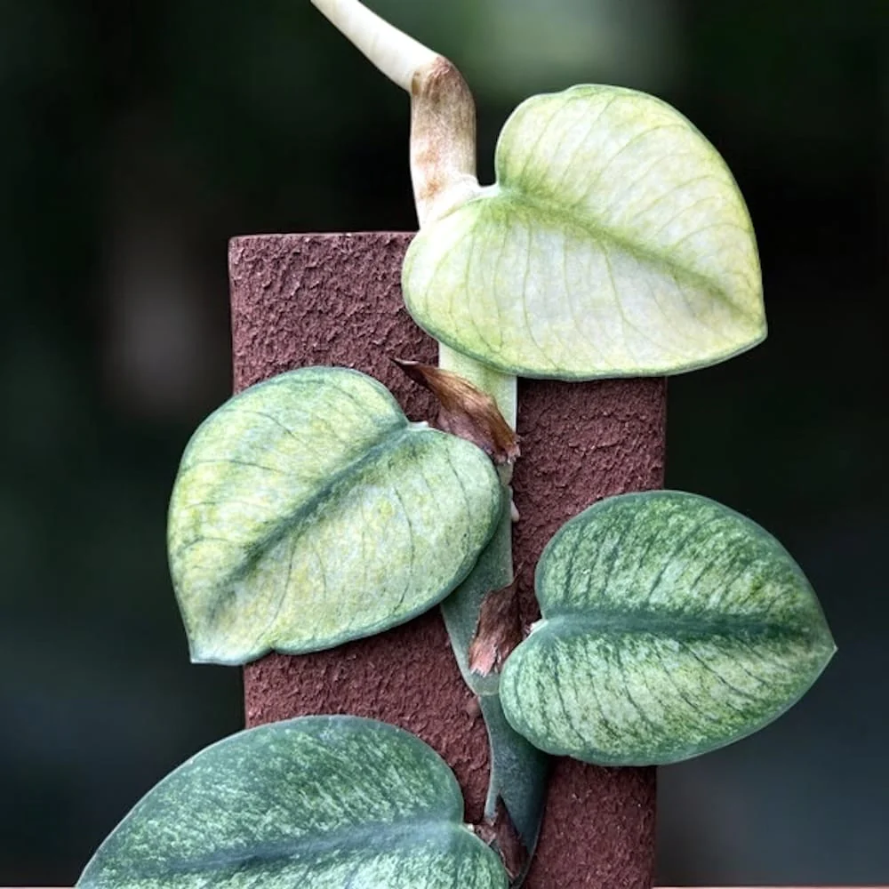 Rhaphidophora hongkongensis 'Variegata’ (mint variegation)