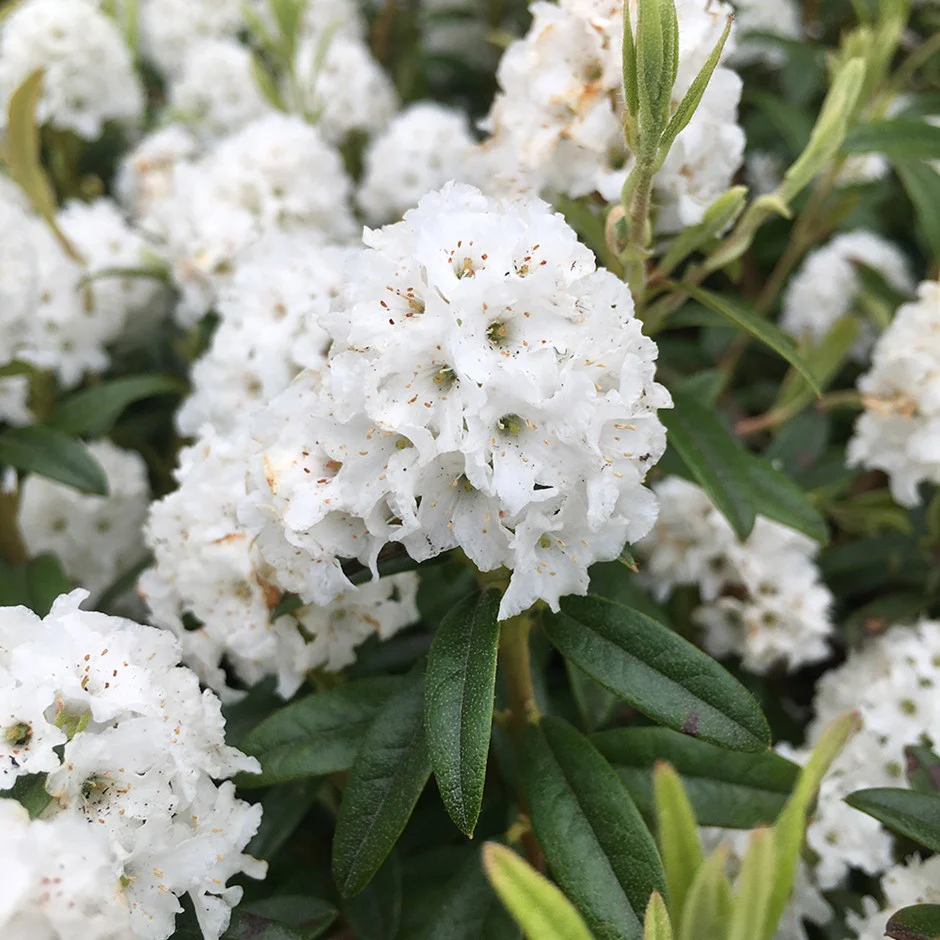 Rhododendron 'Arctic Tern’ – azalee de gradina