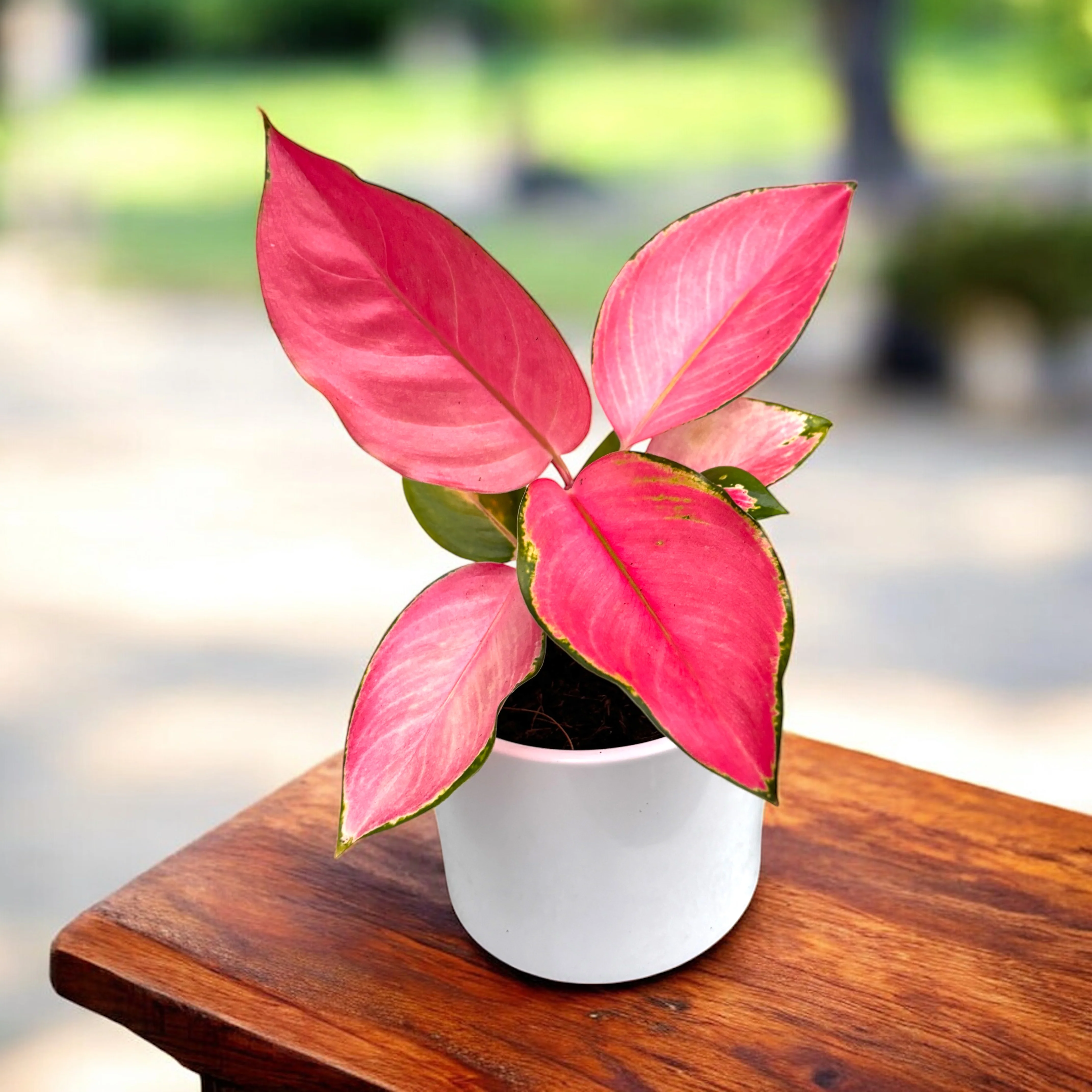 Aglaonema 'Flamingo’ – frunzis vibrant in nuante de roz intens