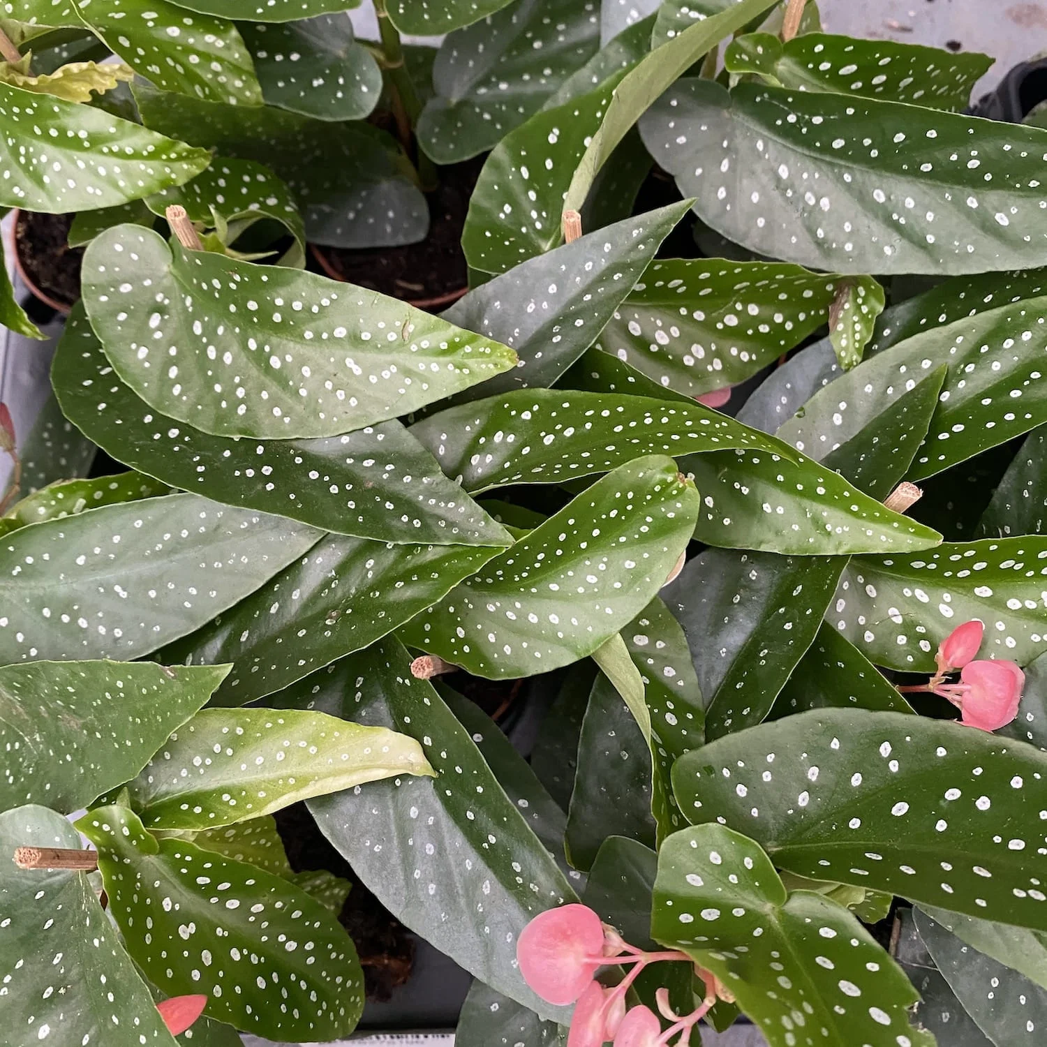 Begonia maculata var. albopicta – babyplant