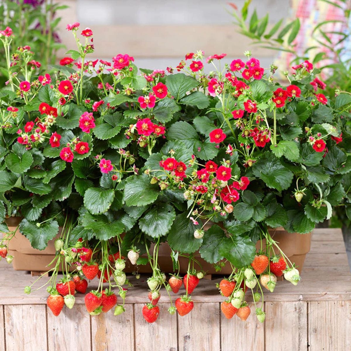 Capsun remontant – Fragaria x ananassa 'Red Summer Breeze’