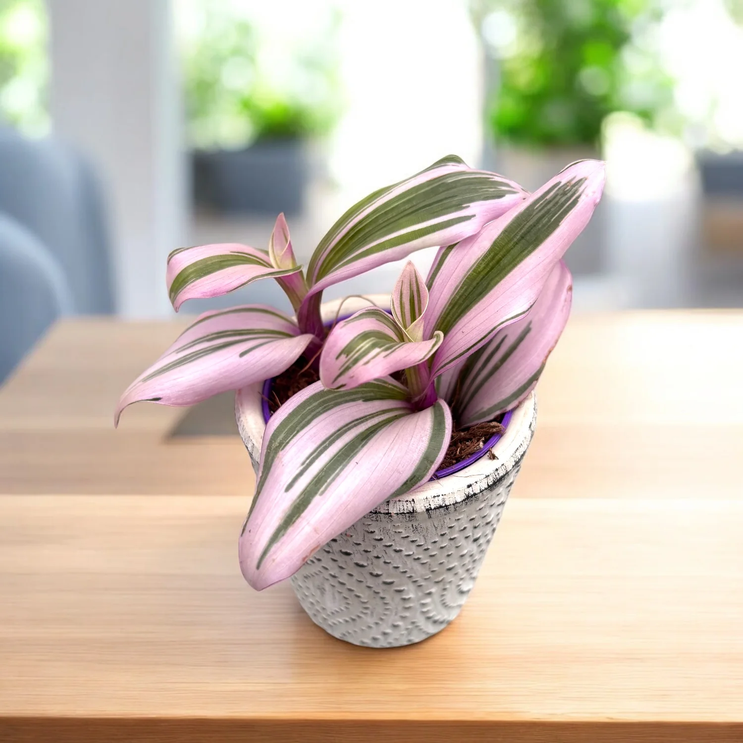 Tradescantia albiflora 'Nanouk’ D5 – babyplant
