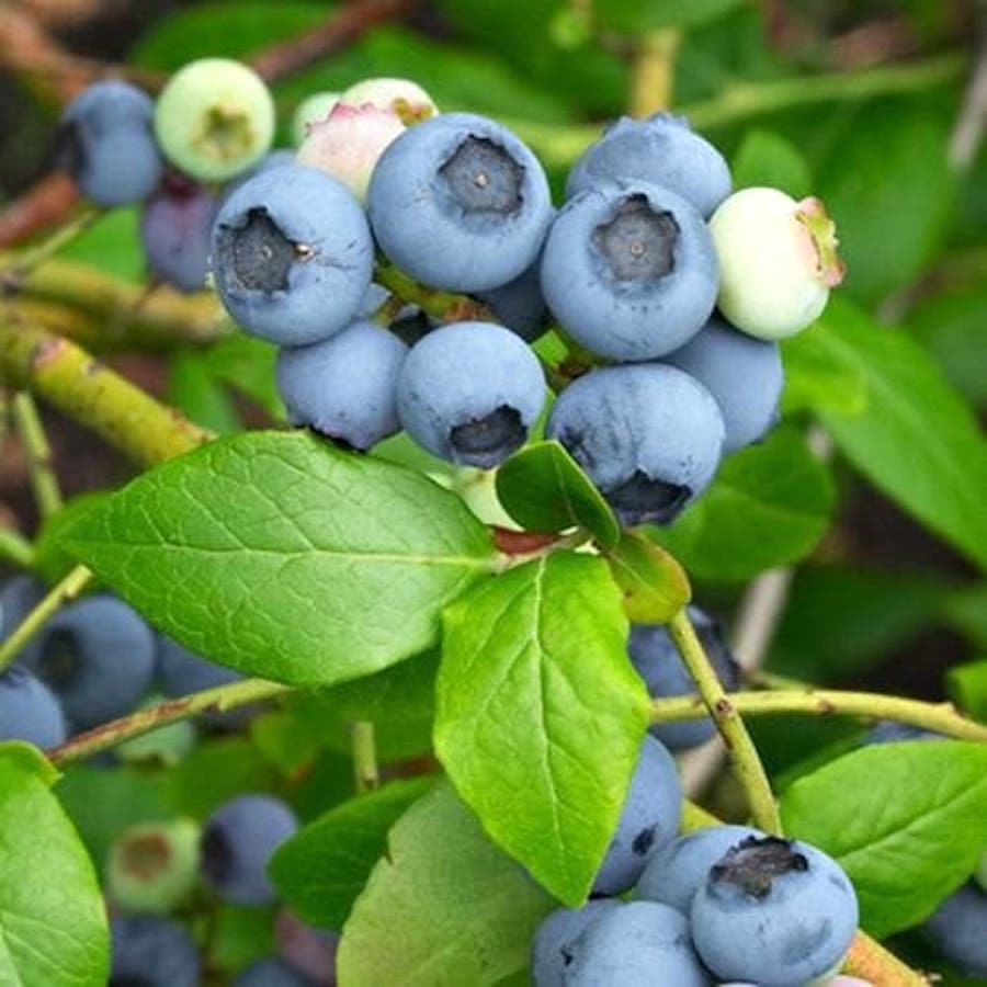 Afin productiv si rezistent – Vaccinium corymbosum 'Northland’ (Highbush Blueberry)