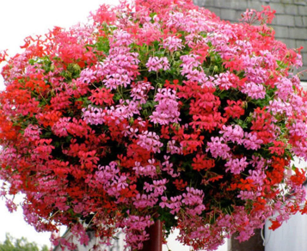 Pelargonium (Peltatum Grp) 'Balkon Lila’ – muscate curgatoare tiroleze roz- lila