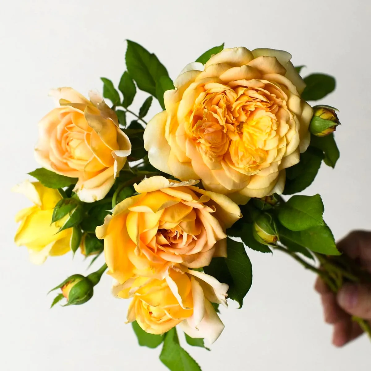 Rosa ‘Golden Celebration’® – Trandafir englezesc, David Austin