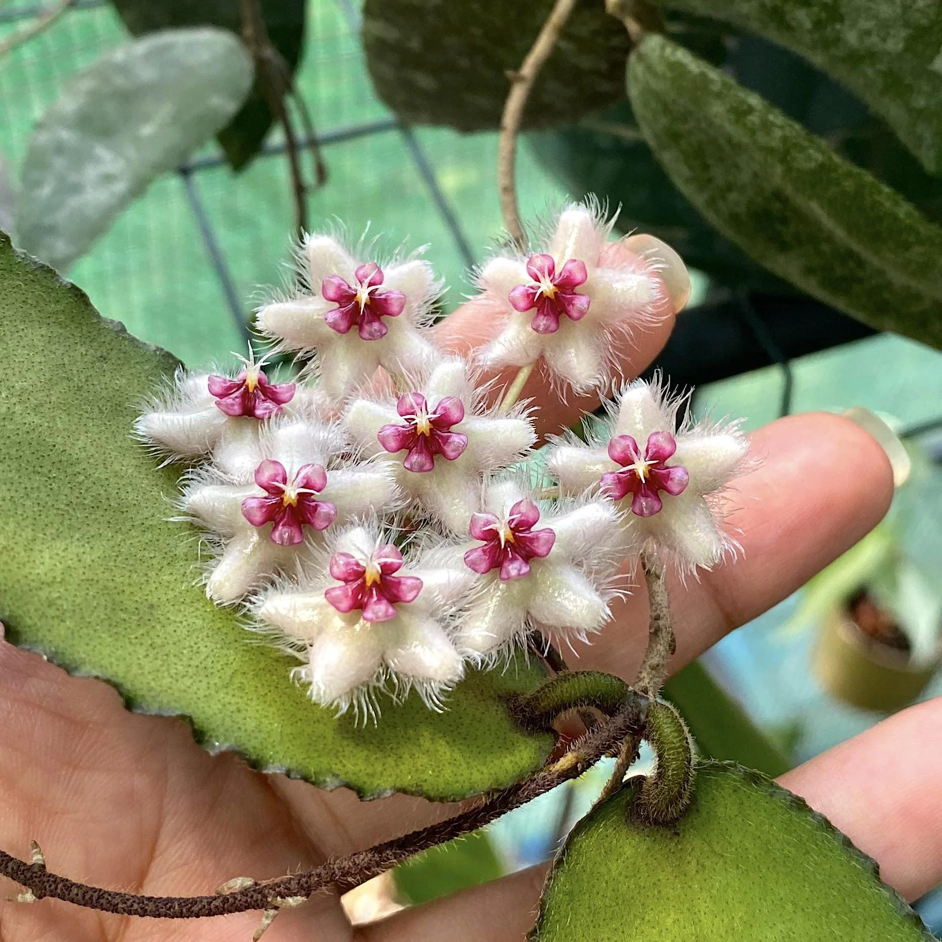 Hoya caudata 'big and green leaves’