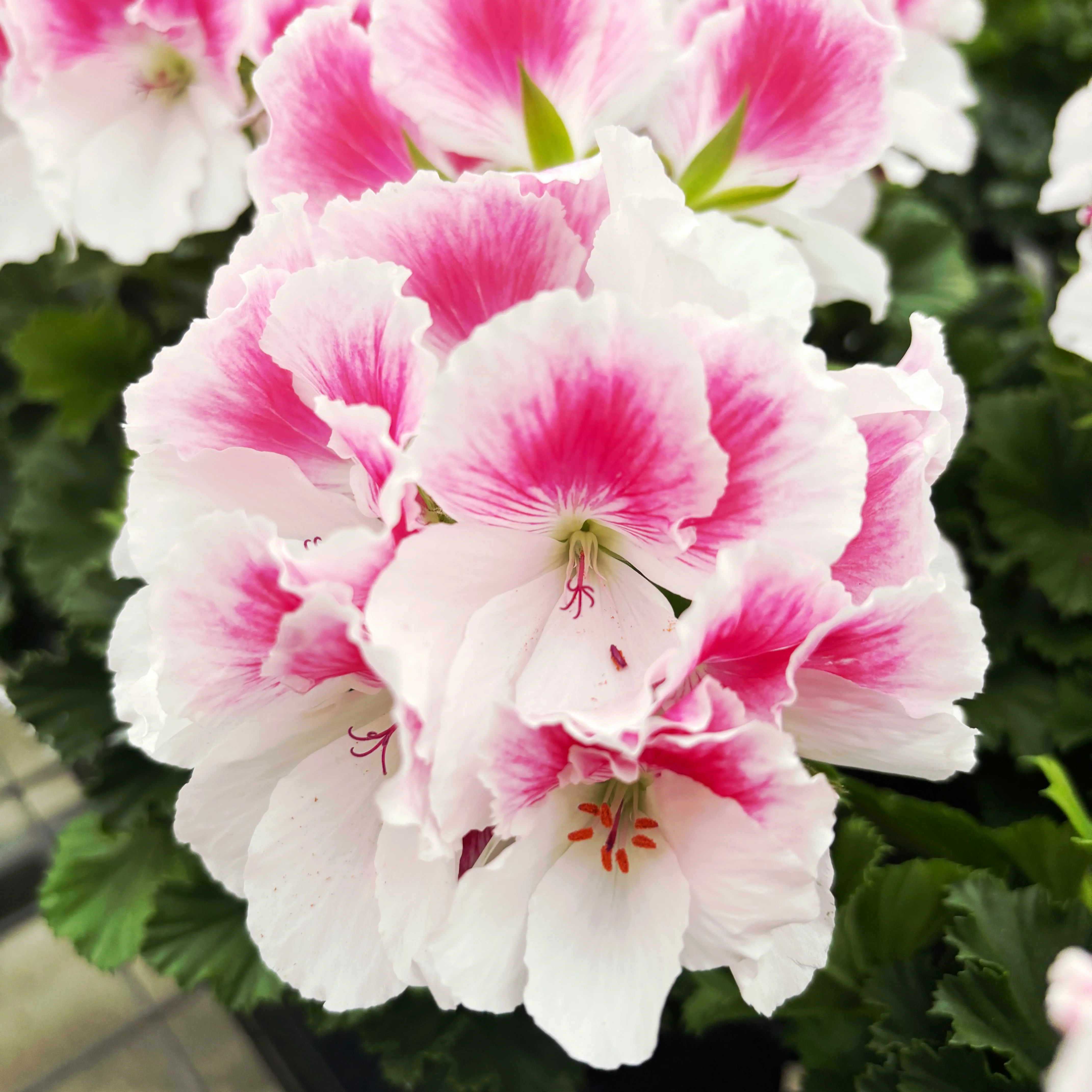Pelargonium grandiflorum 'Don Donatello’ – muscata englezeasca cu flori mari