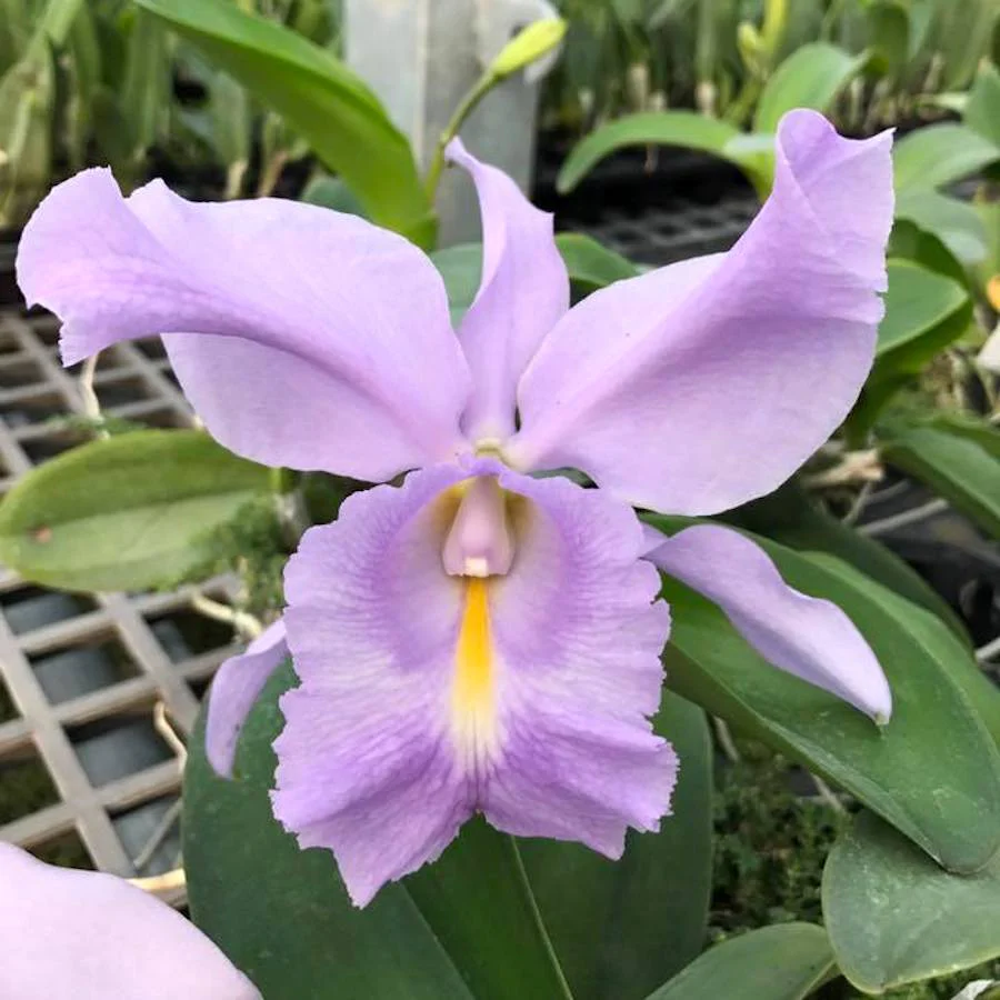 Cattleya Sea Breeze 'Blue Ribbon’ HCC/AOS parfumata