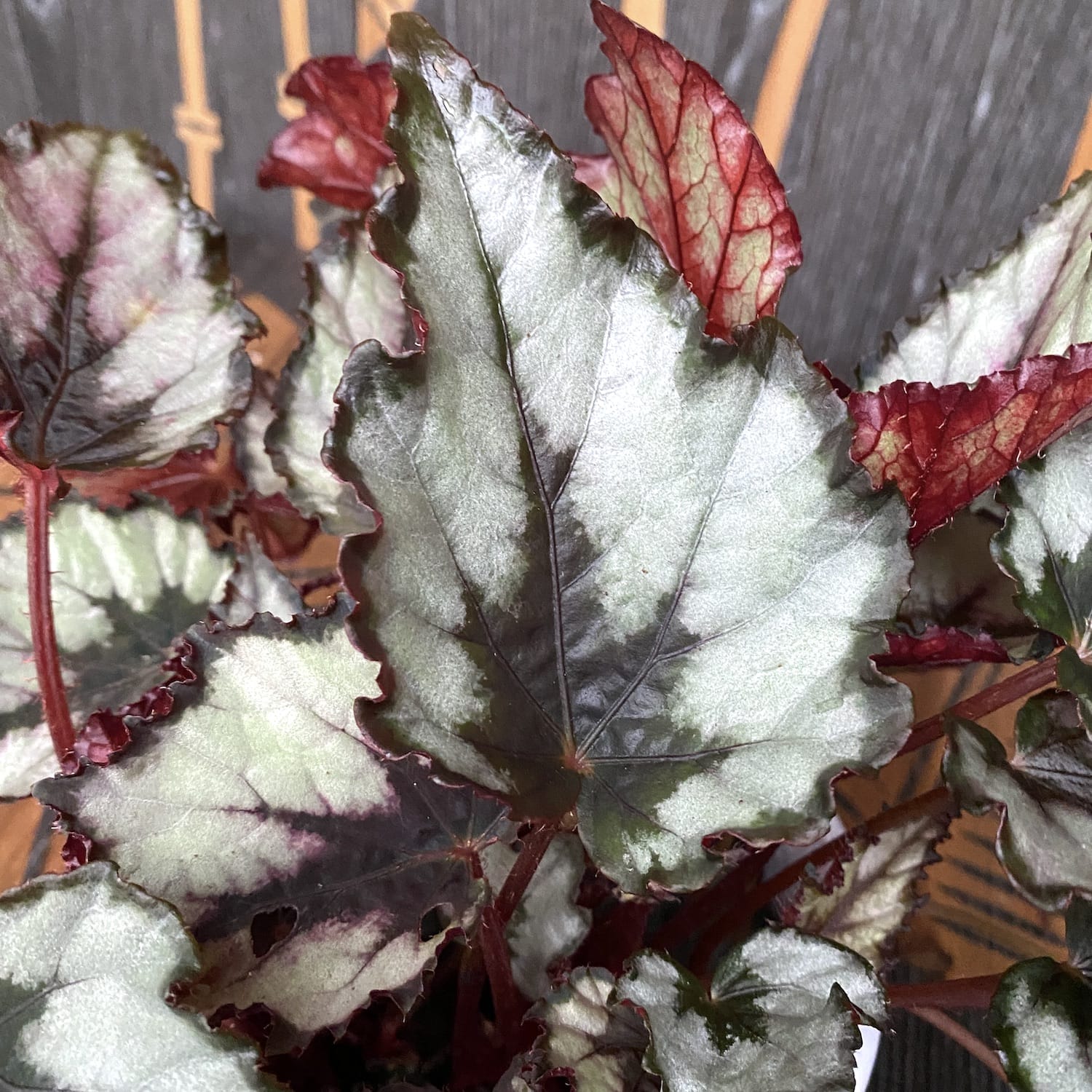 Begonia rex 'Rain Dance’