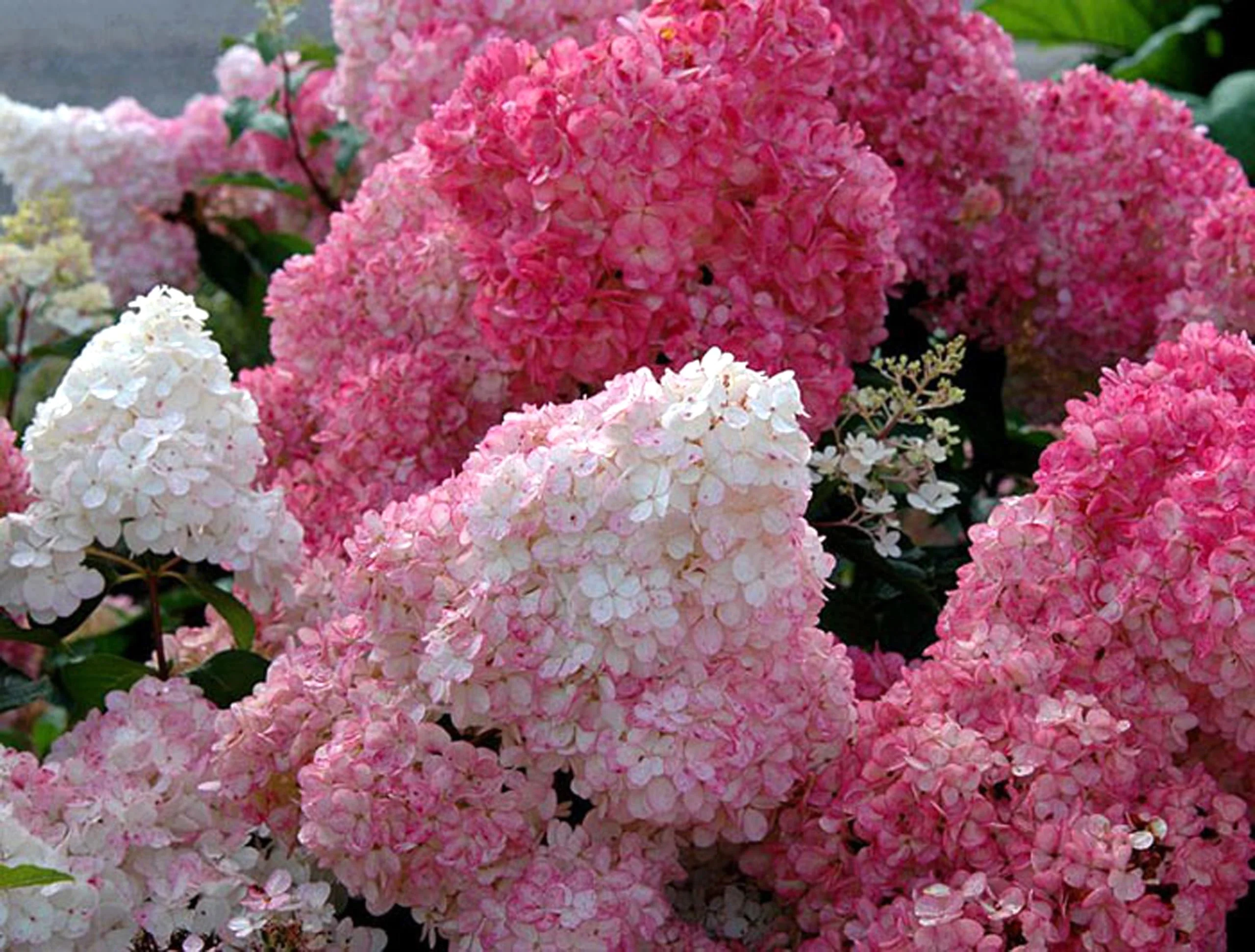 Hortensie arbustiva – Hydrangea paniculata 'Sundae Fraise’® (’Rensun’)