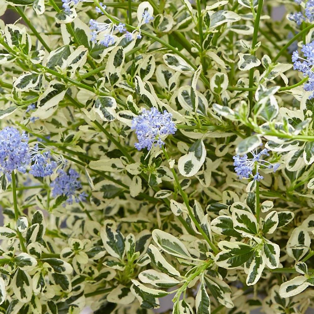 Liliac californian – Ceanothus impressus 'Cool Blue’ (variegata)
