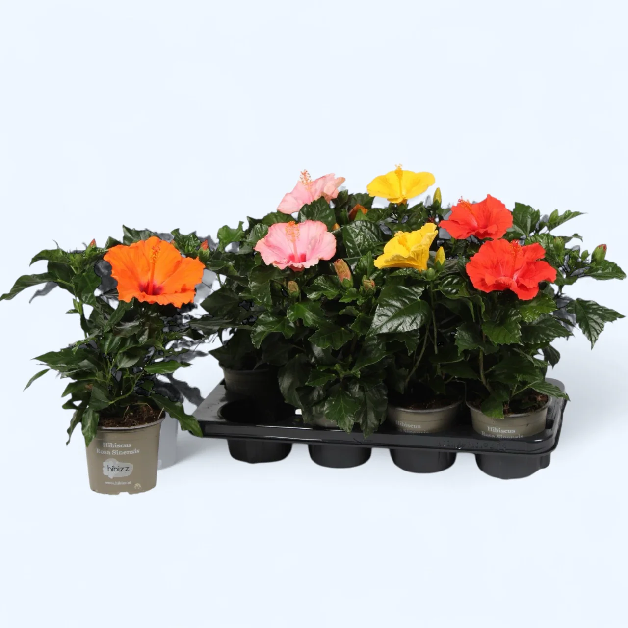 Hibiscus rosa-sinensis mix (Trandafir japonez cu floarea simpla)